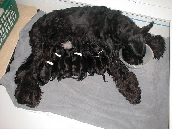 New Born Giant Schnauzer Puppies