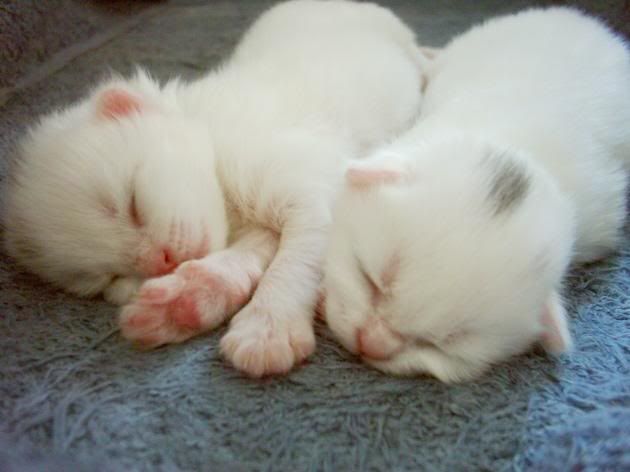 New Born Turkish Angora Kittens