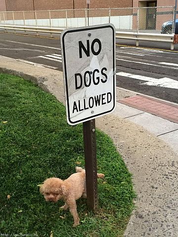 No Dogs Allowed Funny Picture