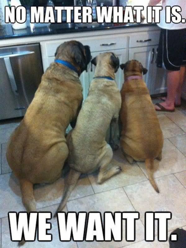 No Matter What It Is Funny Dogs In Kitchen