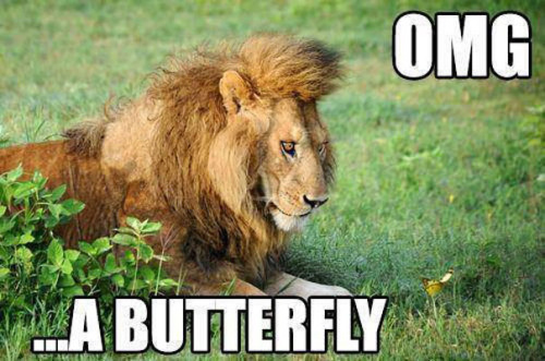 OMG A Butterfly Funny Lion Picture