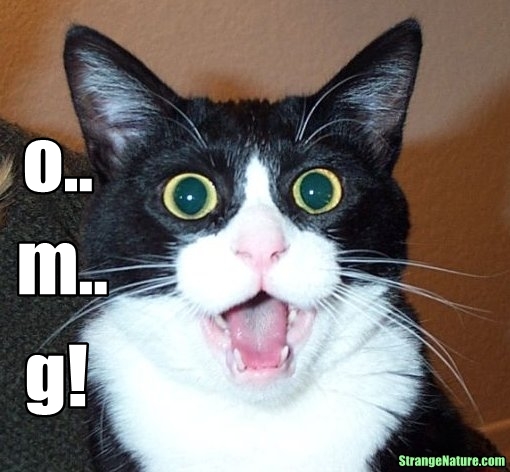 OMG Funny Cat Shocking Face Image