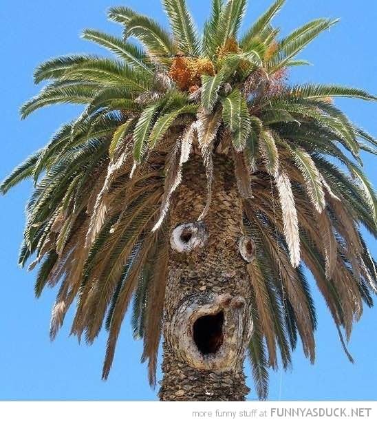 OMG Tree Shocked Face Funny Picture