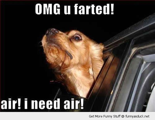 OMG U Farted Funny Dog Image