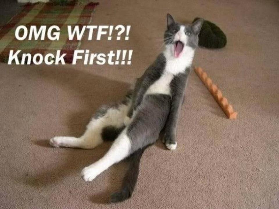 OMG Wtf Knock First Funny Cat Screaming Face