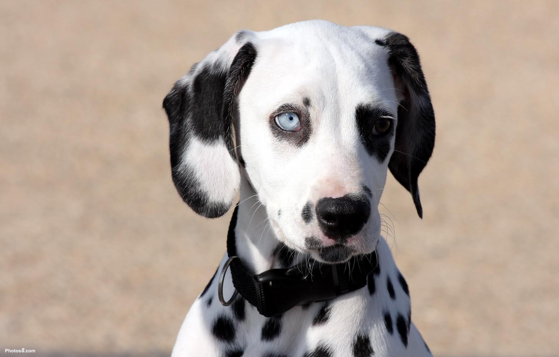 Odd Eyes Dalmatian Puppy