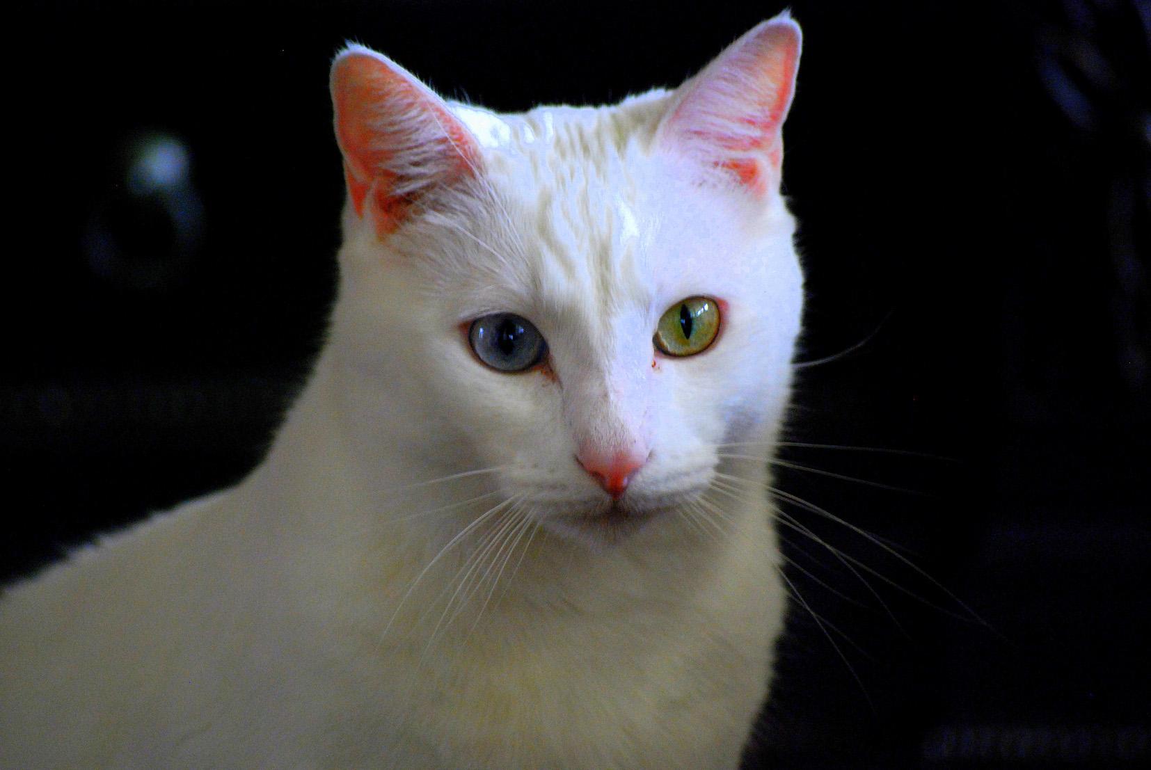 Odd Eyes White Turkish Angora Cat Face Picture
