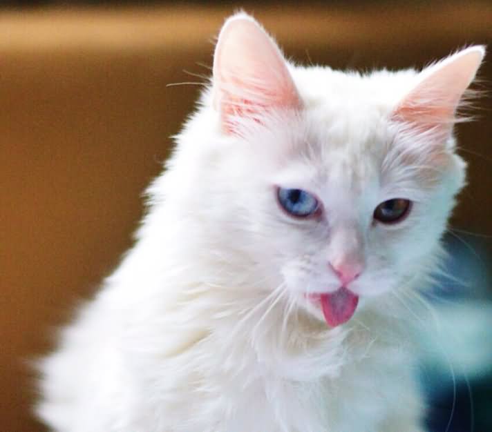 Odd Eyes White Turkish Angora Cat Tongue Out