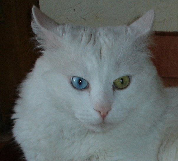 Odd Eyes White Turkish Angora Cat