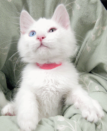 Odd Eyes White Turkish Angora Kitten