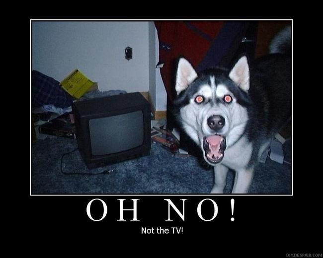 Oh No Not The Tv Funny Dog Poster