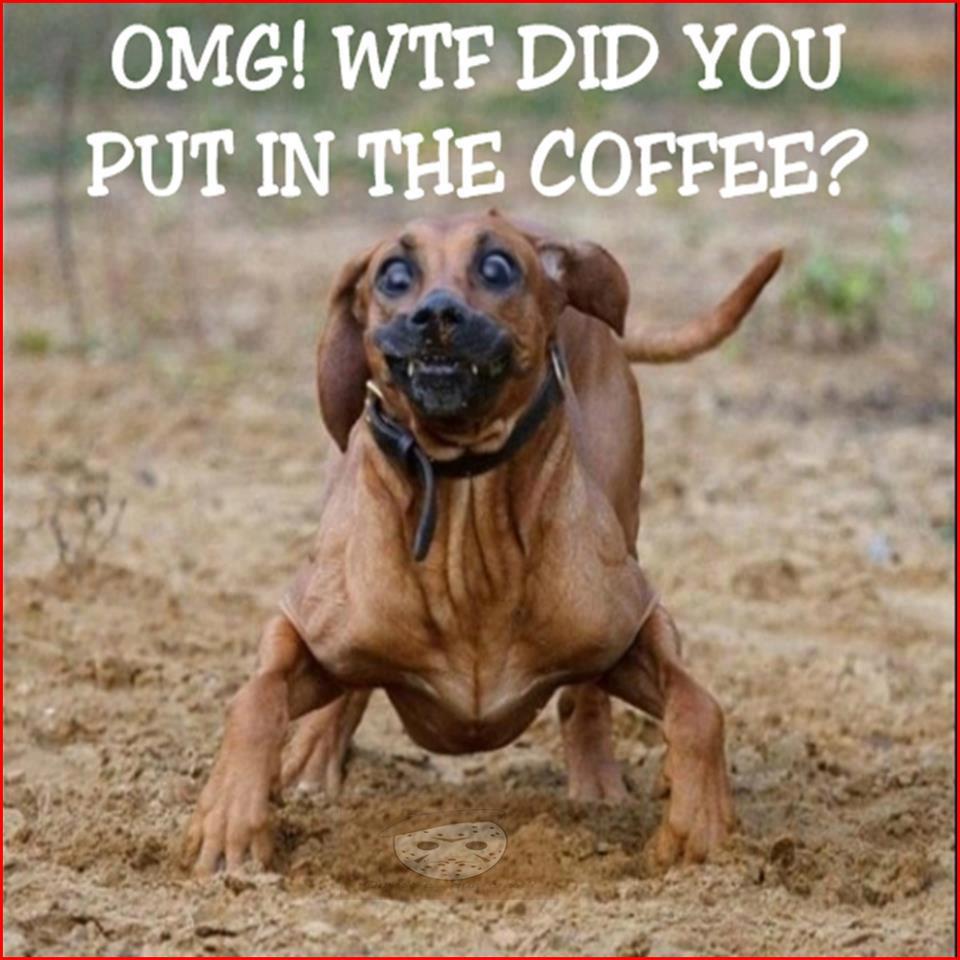 Omg Wtf Did You Put In The Coffee Funny Dog Image