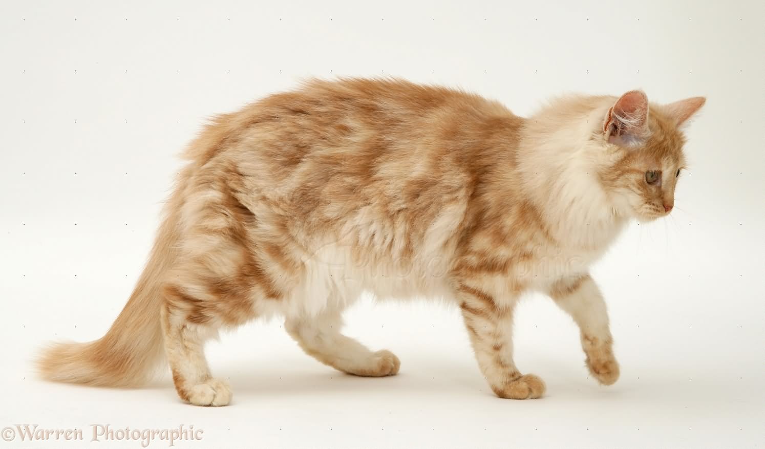Orange Adult Turkish Angora Cat