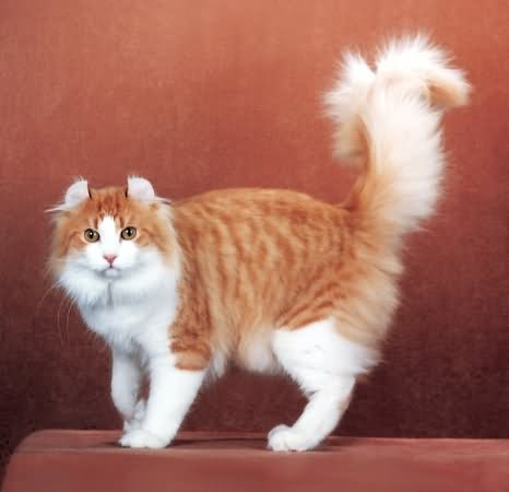 Orange And White Cymric Cat