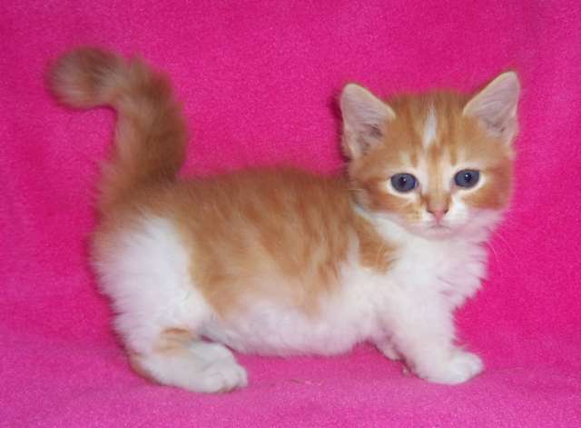 Orange And White Cymric Kitten Picture