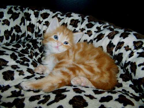 Orange And White Cymric Kitten Relaxing On Couch
