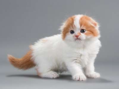 Orange And White Cymric Kitten Sitting
