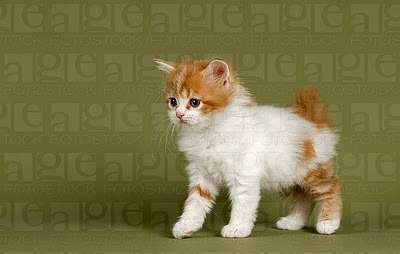 Orange And White Cymric Kitten