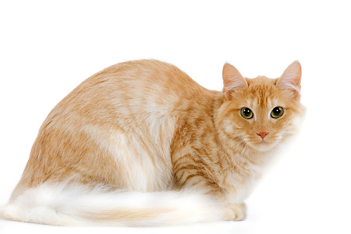 Orange And White Turkish Angora Cat