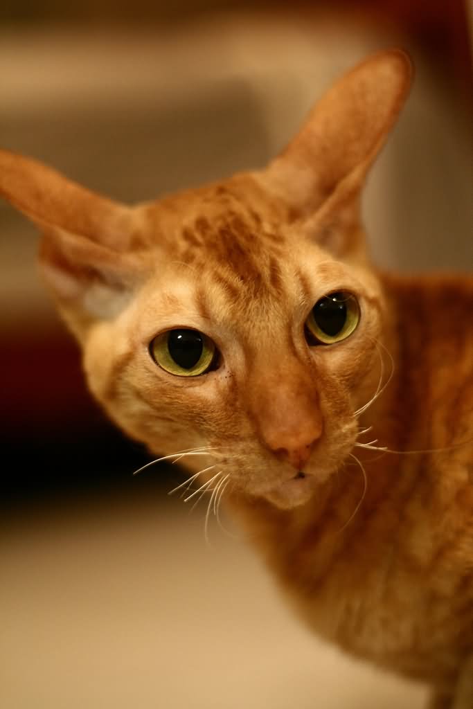 Orange Cornish Rex Cat Face Closeup
