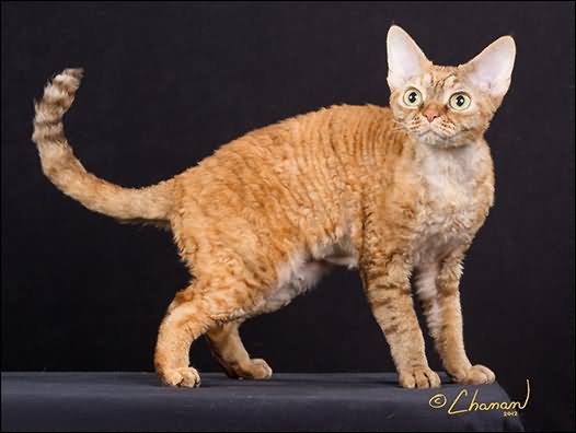 Orange Cornish Rex Cat Photo
