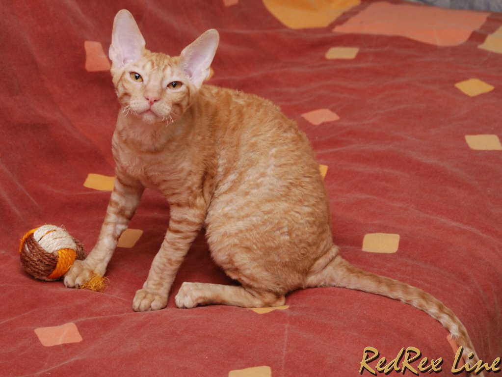 Orange Cornish Rex Cat Sitting On Bed