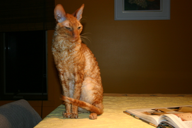 Orange Cornish Rex Cat Sitting On Study Table