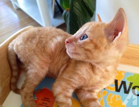Orange Cornish Rex Kitten Laying