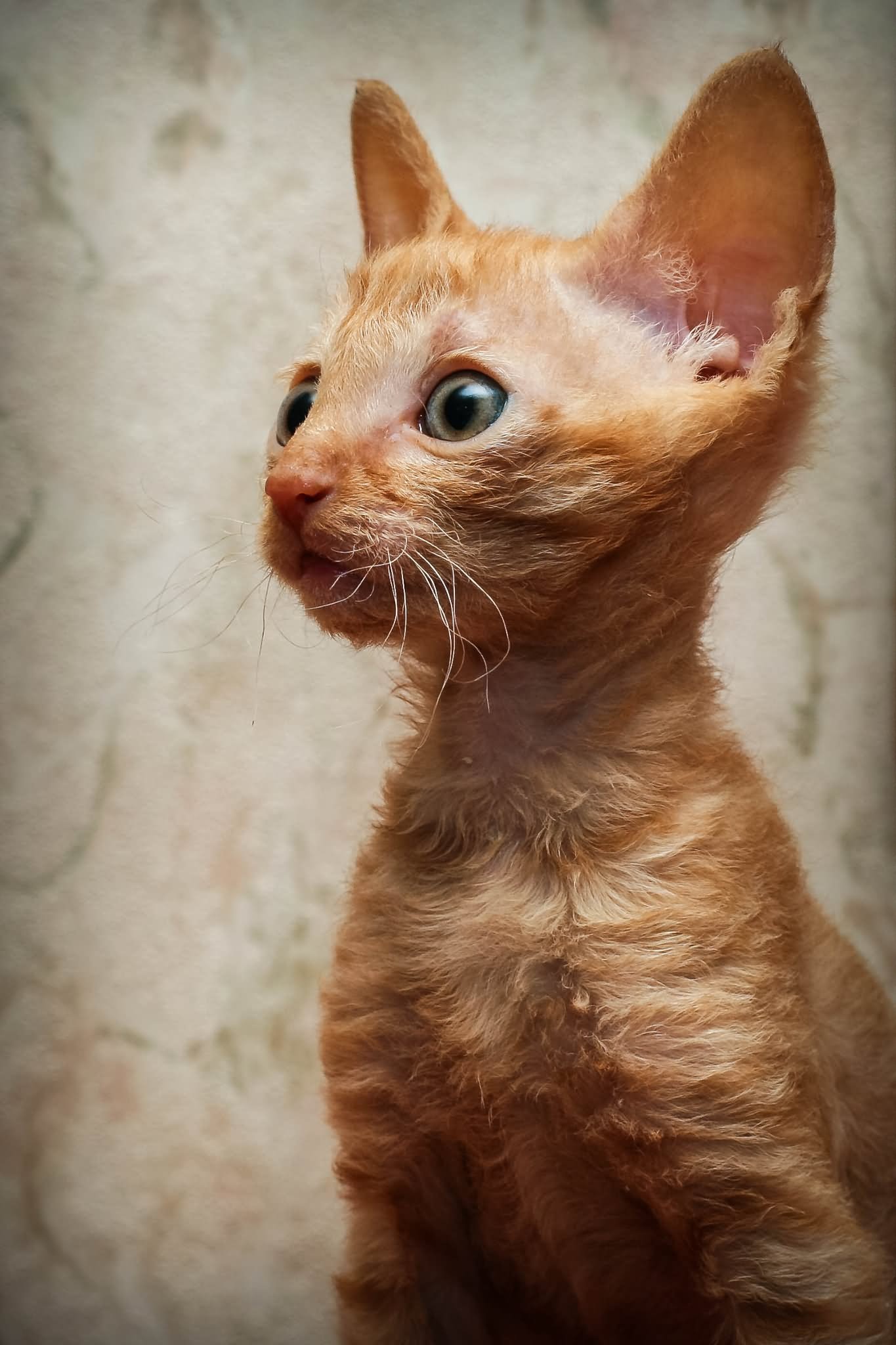 Orange Cornish Rex Kitten