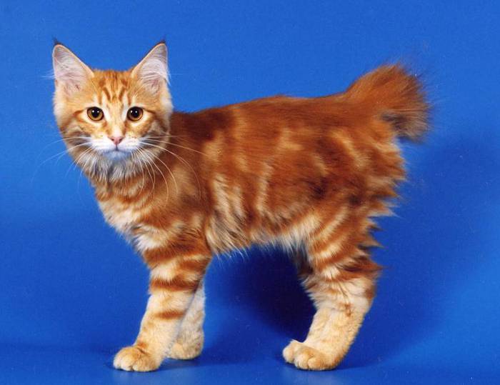 Orange Cute Little Cymric Kitten