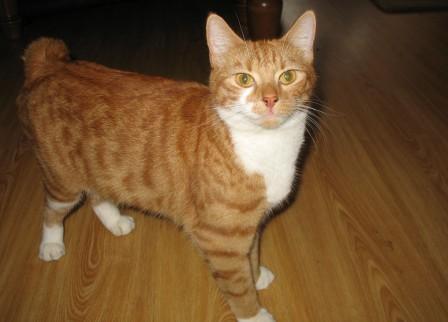 Orange Cymric Cat Image