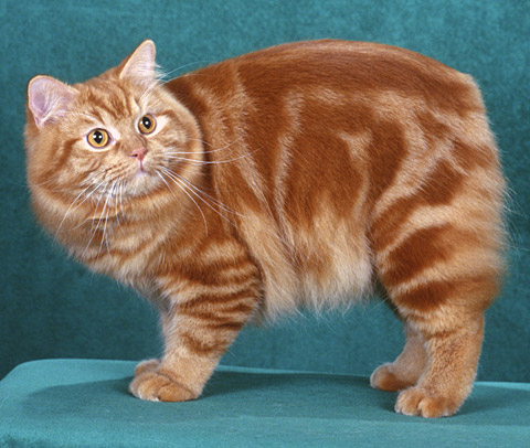 Orange Cymric Cat Picture