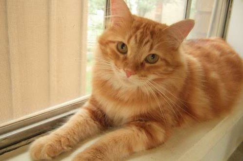 Orange Cymric Cat Sitting Near Window