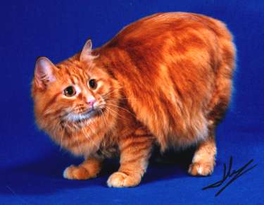 Orange Cymric Cat Sitting Picture