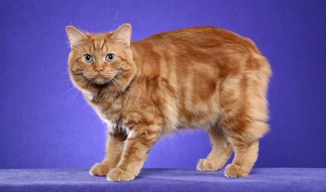 Orange Cymric Cat Standing