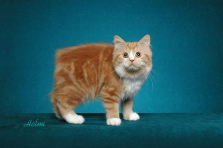 Orange Cymric Cat Without Tail