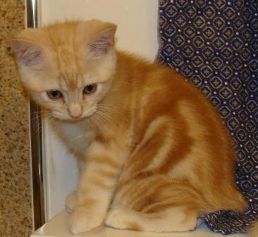 Orange Cymric Kitten Sitting