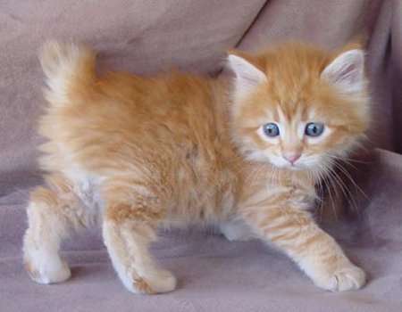Orange Cymric Kitten