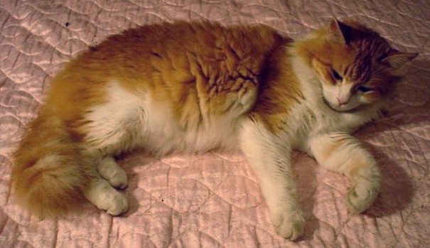 Orange Fluffy Turkish Angora Cat Laying