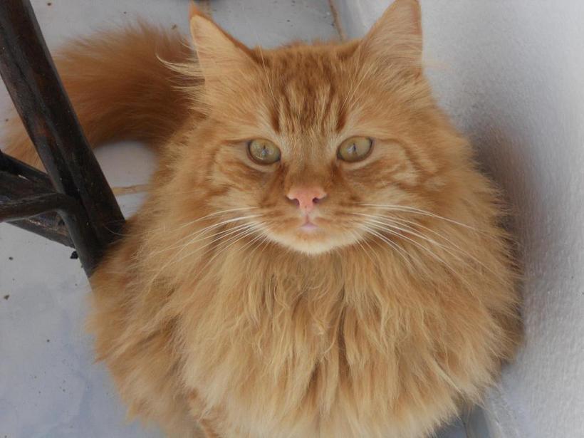 Orange Fluffy Turkish Angora Cat Looking Up