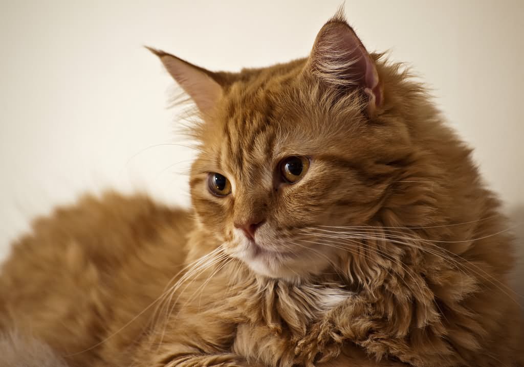 Orange Hairy Turkish Angora Cat