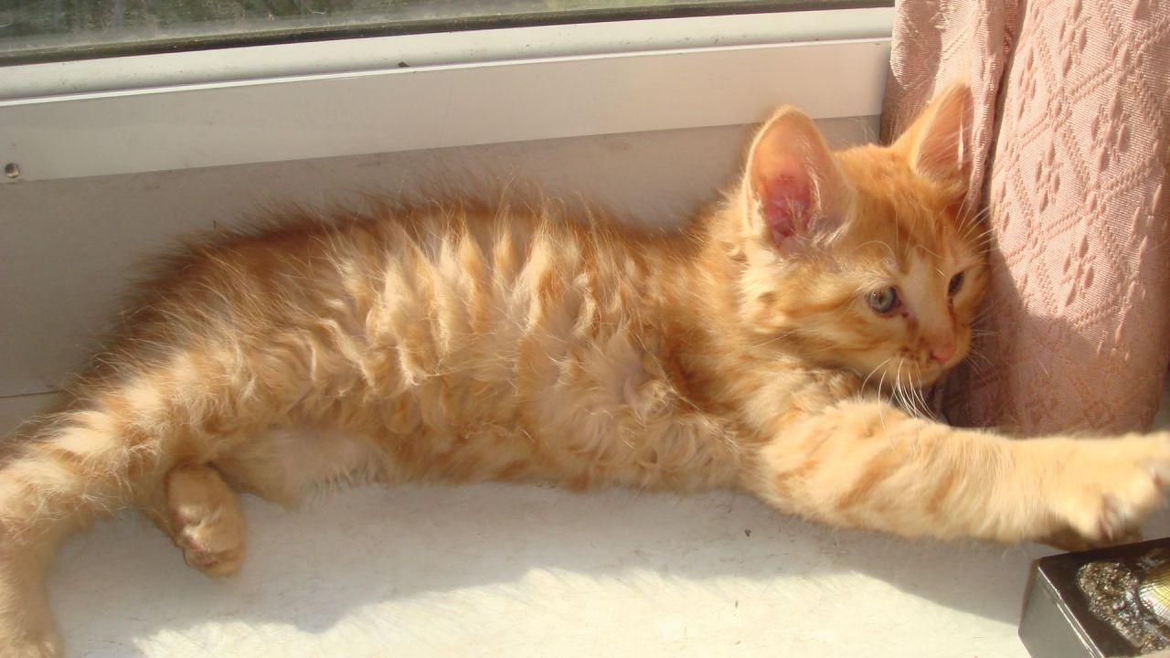 Orange Hairy Turkish Angora Kitten Laying