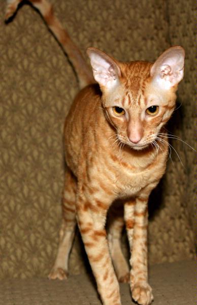 Orange Tabby Cornish Rex Cat