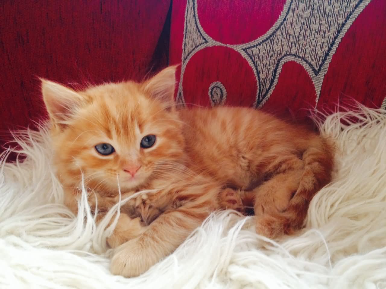 36 Very Beautiful Orange Turkish Angora Cat Pictures And ...