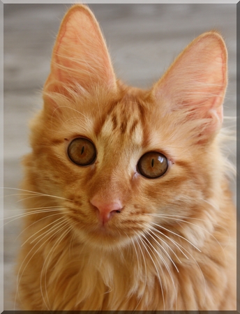 Orange Turkish Angora Cat Face Picture