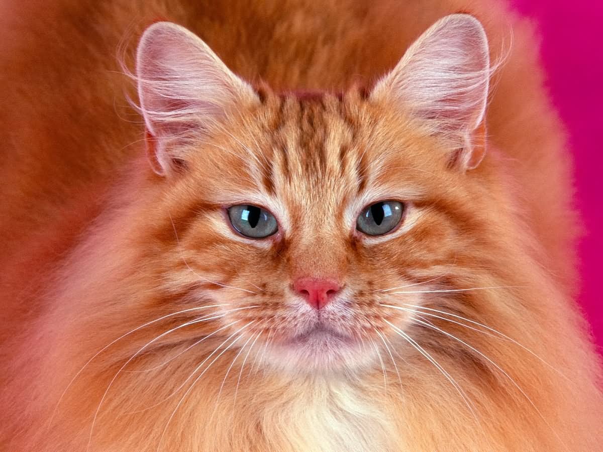 Orange Turkish Angora Cat Face