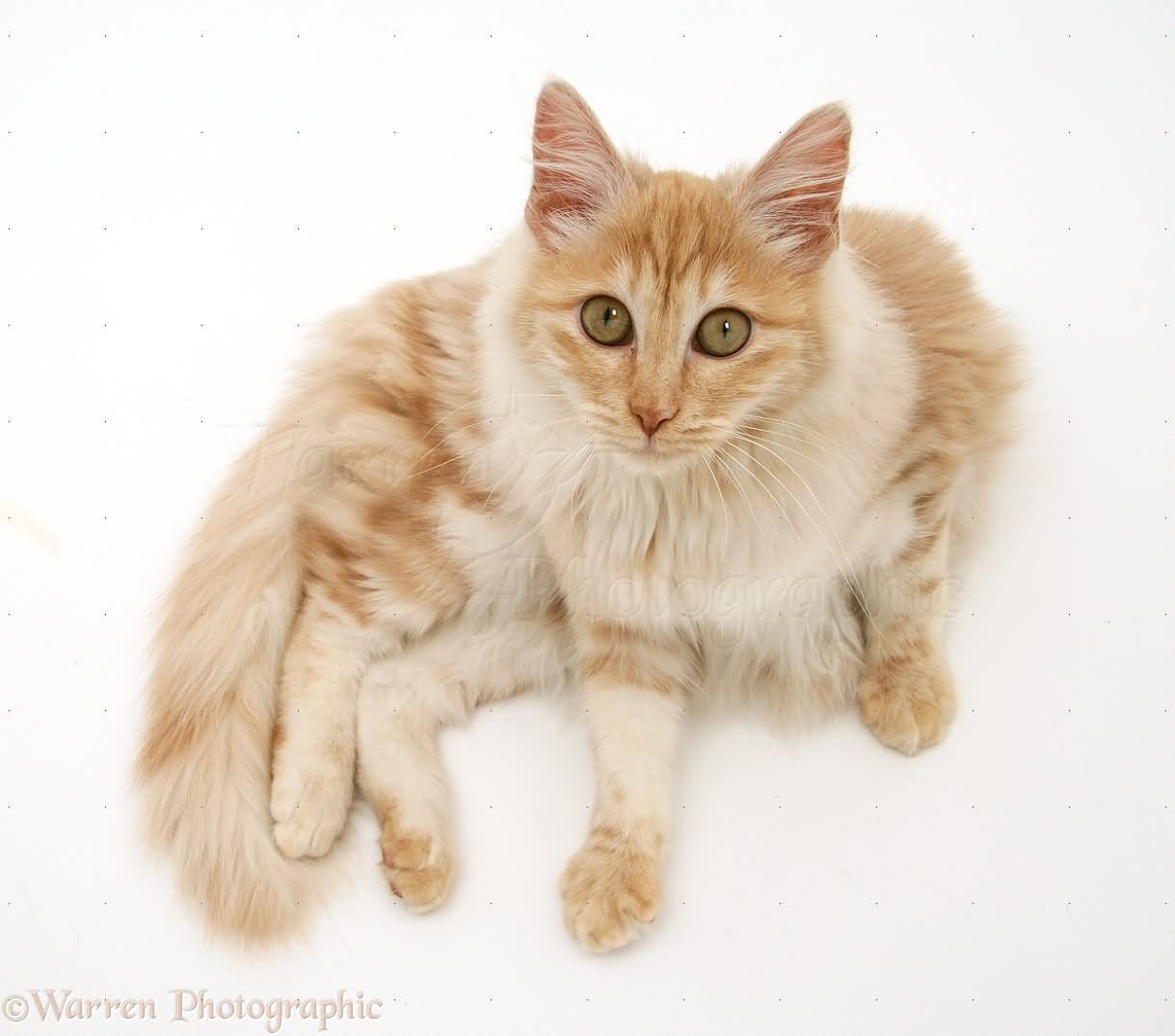 Orange Turkish Angora Cat Image