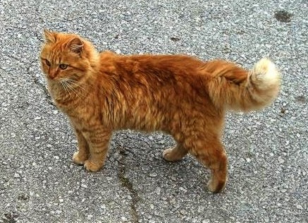 Orange Turkish Angora Cat On Road