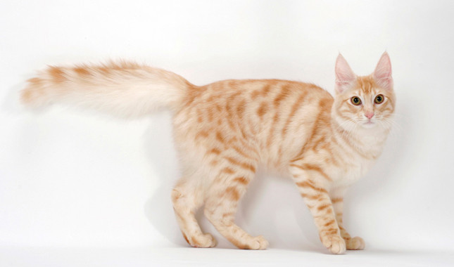 Orange Turkish Angora Cat Picture