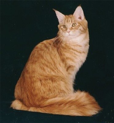 Orange Turkish Angora Cat Sitting Picture